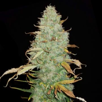 Lemon Skunk Auto Fem