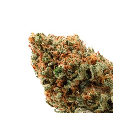 Lemon Skunk Photo Fem