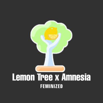 Lemon Tree Amnesia Photo Fem