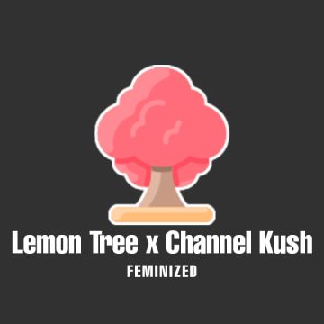 Lemon Tree Channel Kush Photo Fem