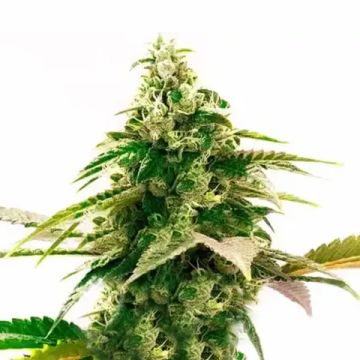 Lemon Zkittlez Auto Fem