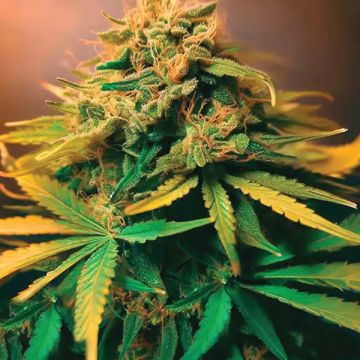Lemonaid OG Photo Fem