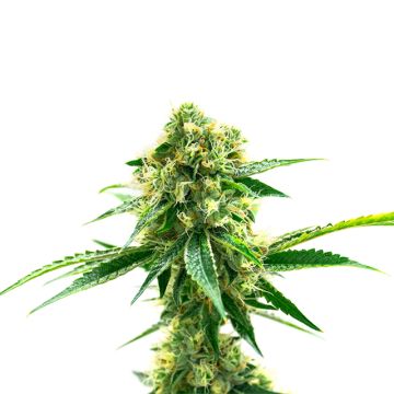 Louis XII OG Photo Fem