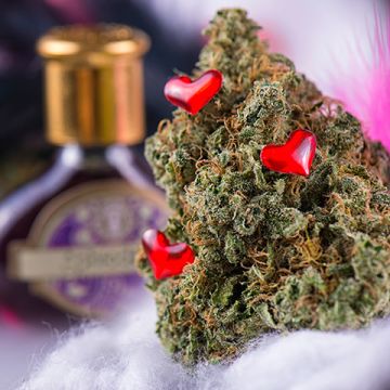 Love Potion Auto Fem