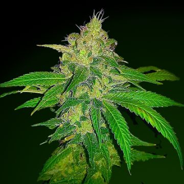 Mk Ultra Photo Fem