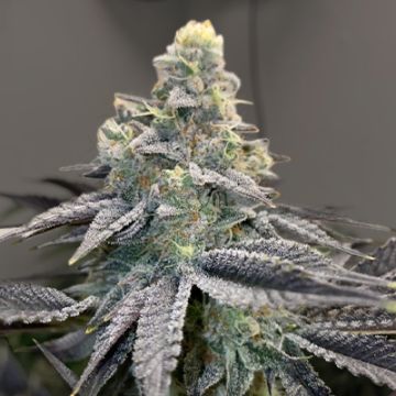 Mandarin Cookies Photo Fem