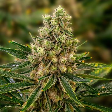 Mandarine Auto Fem