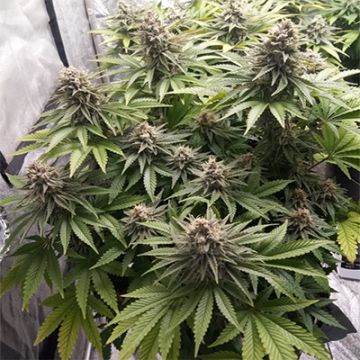 Maracuya Auto Fem