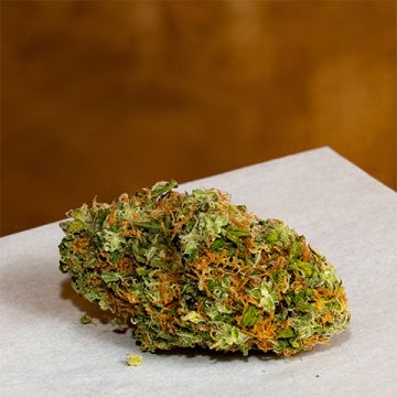 Maui Waui Photo Fem