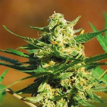 Mazar Northern Lights Photo Fem