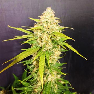 Melon Gum Photo Fem