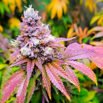 Melon Zkittlez Fast Photo Fem