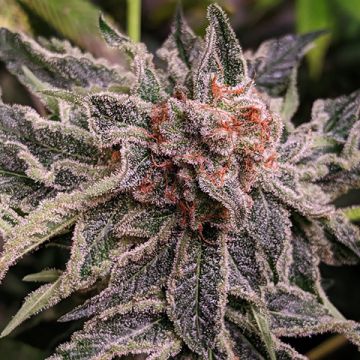 Mendozino Kush Photo Fem