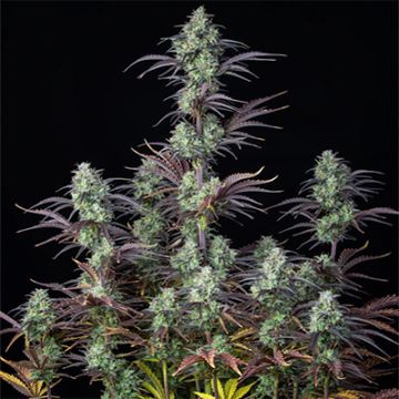 Mimosa Cake Auto Fem