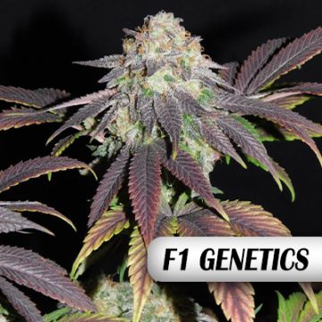 Mimosa F1 Photo Fem