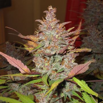 Mimosa Wedding Cake Auto Fem