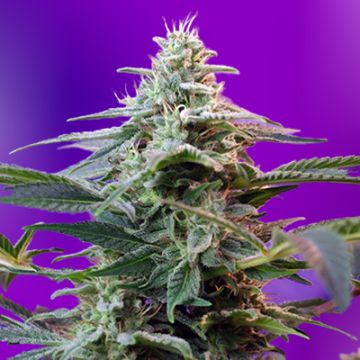 Mimosa XXL Auto Fem