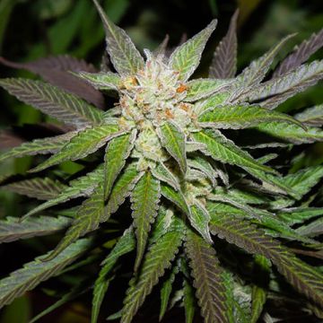 Miracle Alien Cookies Photo Fem