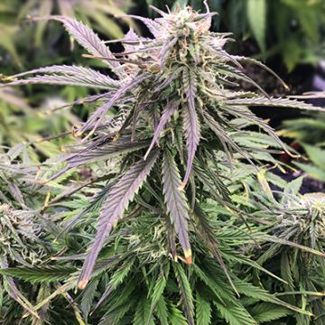 Moby Plant Photo Fem