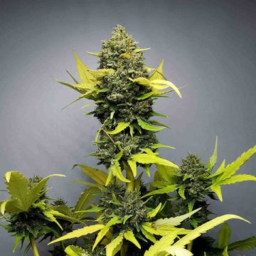 Mochi Gelato Photo Fem
