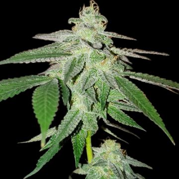 Moonshine Cookies Auto Fem