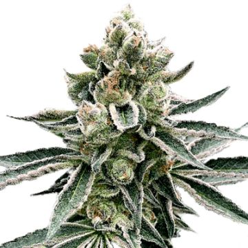 Moonshine Cookies Photo Fem