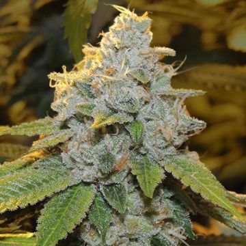 Motor Breath Photo Fem