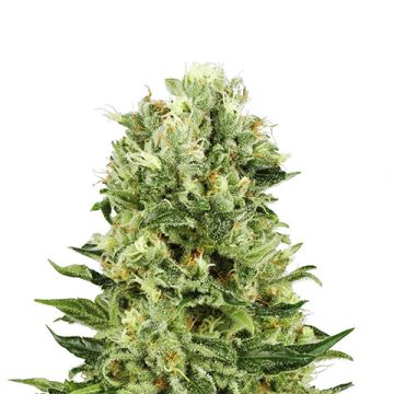 NL Skunk Photo Fem