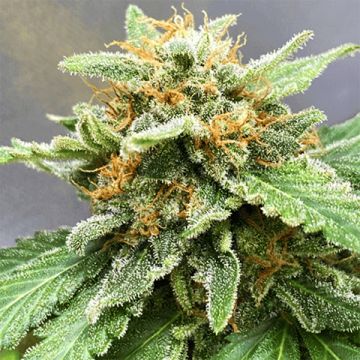 NL x Chronic Photo Fem