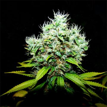 NYC Diesel Photo Reg
