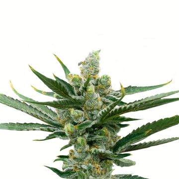 NY Diesel Auto Fem