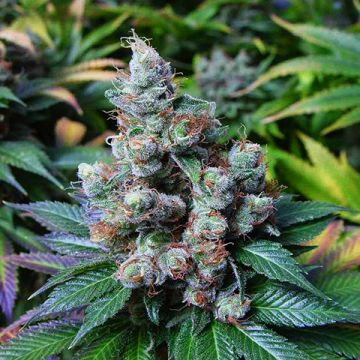 NY Diesel Photo Fem