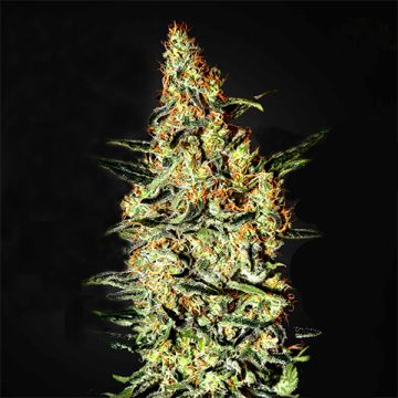 Neville's Haze Photo Fem