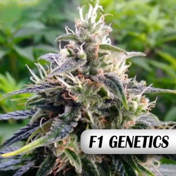 Northen Light F1 Auto Fem