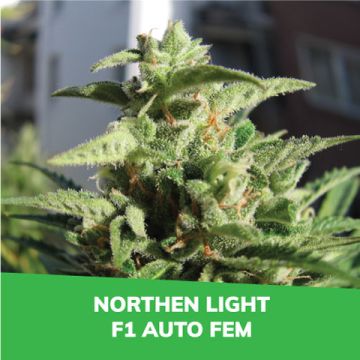 Northen Light F1 Auto Promo Card