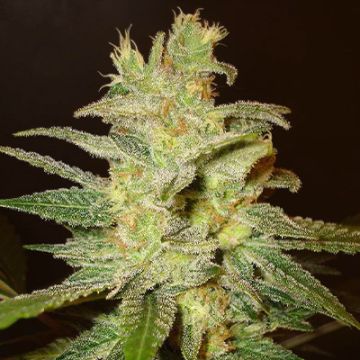 Northern Big Bud Auto Fem