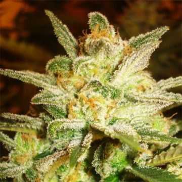 Northern Big Bud Photo Fem
