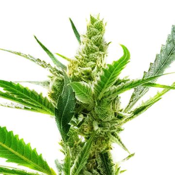 Northern Cream Auto Fem