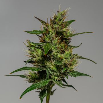 Northern Critical Photo Fem