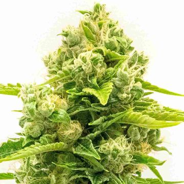 Northern Haze 10 Photo Fem