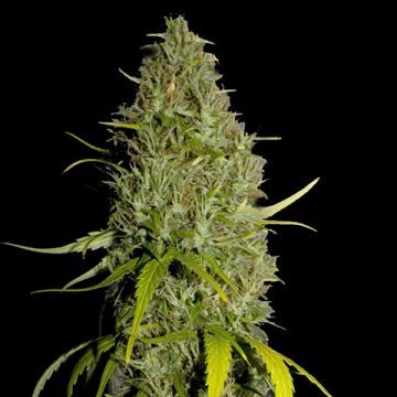 Northern Haze 5 Photo Fem