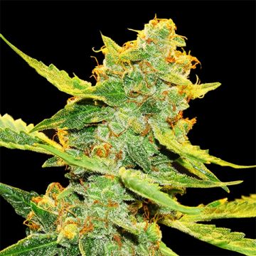 Northern Haze Auto Fem