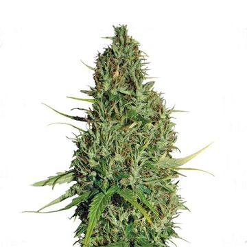 Northern Lights 5 Haze Photo Reg