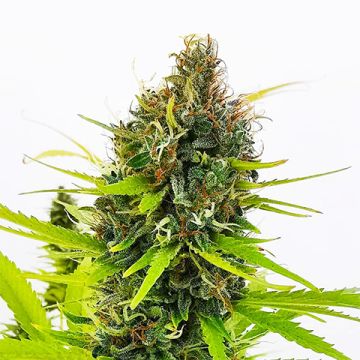 Northern Lights Fast Photo Fem