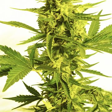 Northern Mazar Auto Fem