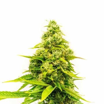 Northern Skunk Fast Photo Fem