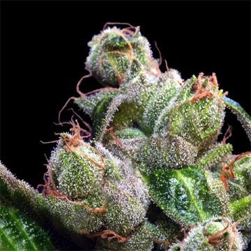 OG Diesel Photo Fem