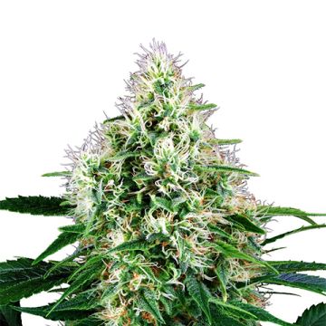 OG Fire Photo Fem