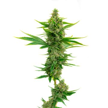 OG Kush Auto Fem