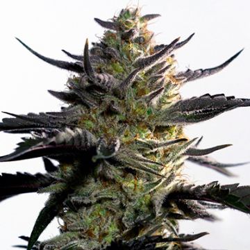 OG Mazar Photo Fem